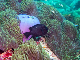 Three Spot Humbug in Magnificent Sea Anemone MG 0633