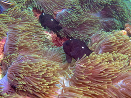 Three Spot Humbug in Magnificent Sea Anemone IMG 0634