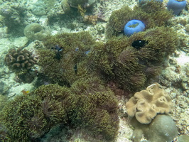 Three Spot Humbug in Magnificent Sea Anemone IMG 0635