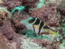 Saddled  Pufferfish IMG 0638