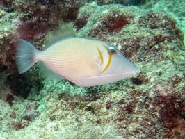 Boomerang Triggerfish IMG 0641
