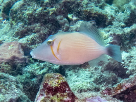 Boomerang Triggerfish IMG 0642