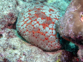 Schmedeliam Pin-Cushion Sea Star IMG 0643