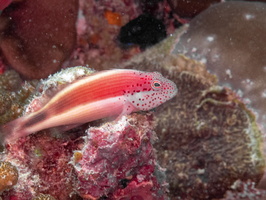 Forster s Hawkfish IMG 0648