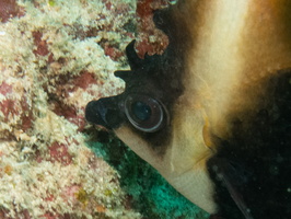 Phantom Bannerfish IMG 0652