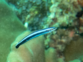 Tube Wor,m BlennynIMG 0655