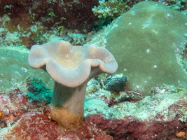 Miushrrom Leather Coral IMG 0667