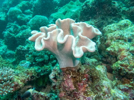 Miushrrom Leather Coral IMG 0668