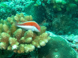 Foster s Hawkdish IMG 0671