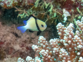 Indian Humbug IMG 0673