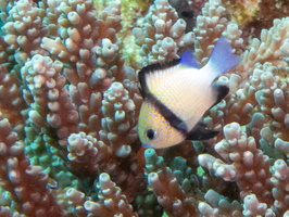 Indian Humbug IMG 0674