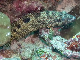 Foursaddle Grouper IMG 0678