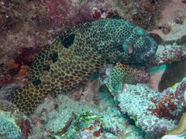 Foursaddle Grouper IMG 0679