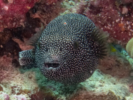 Guineyfoul Puffer IMG 0680