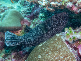 Guineyfoul Puffer IMG 0682