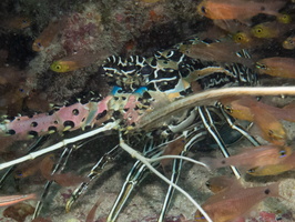 Painted Rock Lobster IMG 0685