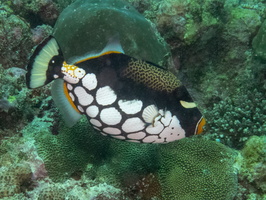 Clown Triggerfish IMG 0688