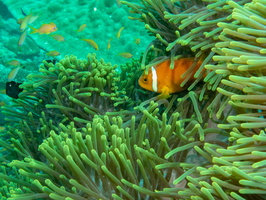 Blackfoot Anemonefish IMG 0690