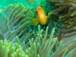 Blackfoot Anemonefish IMG 0691