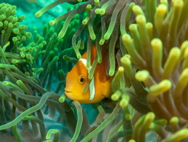 Blackfoot Anemonefish IMG 0693