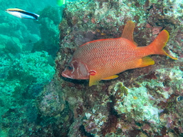 Sabre Squirrelfish IMG 0696