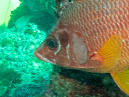 Sabre Squirrelfish IMG 0697