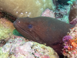 Giant Moray IMG 0699