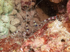 Banded Boxer Shrimp IMG 0704