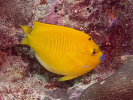 Three Spot Angelfish IMG 0705