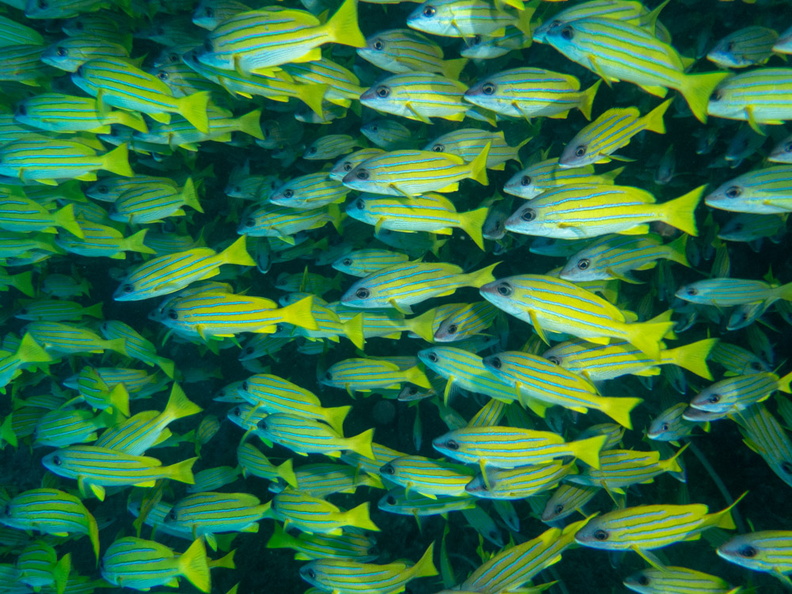 Blue-Striped Snappers IMG_0803.jpg