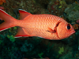 Crimson Soldierfish IMG 0806