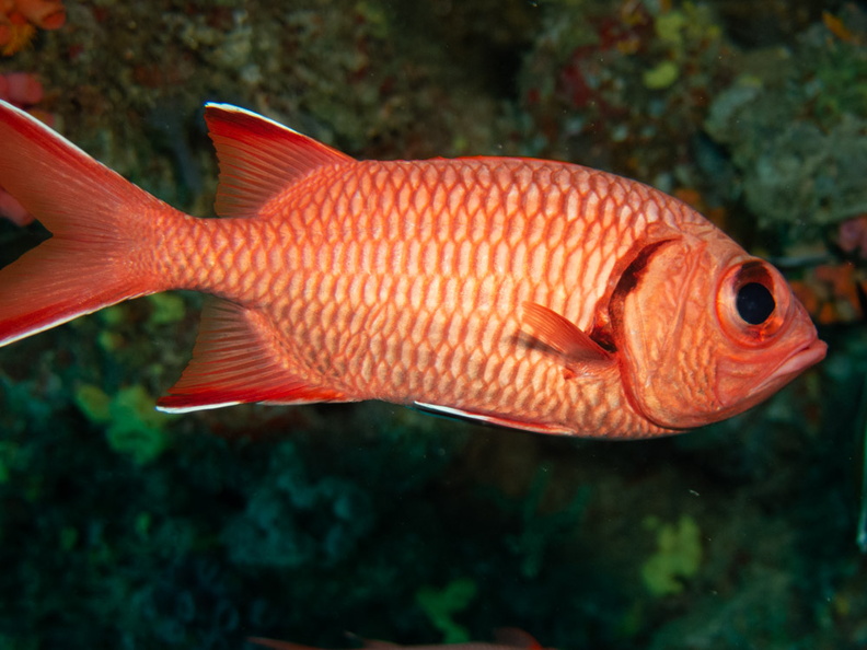 Crimson Soldierfish IMG_0806.jpg