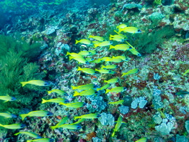 Blue-Striped Snappers IMG 0830-Edit