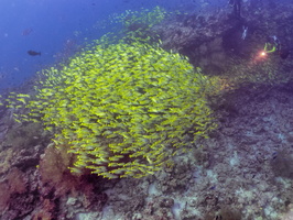 School of Blue-Striped Snappers IMG 0839-Edit