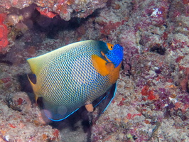 Blue-Face Angelfish IMG 0946