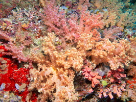 Spiky Soft Coral IMG 0951-Edit