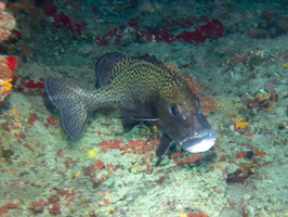 Brown Sweetlips IMG 0953