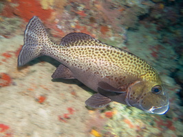 Brown Sweetlips IMG 0954