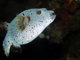 Black-Spotted Pufferfish IMG 0957