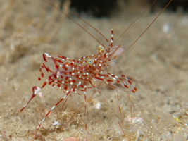 Anton Brunni Cleaner Shrimp IMG 0960