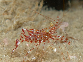 Anton Brunni Cleaner Shrimp IMG 0961