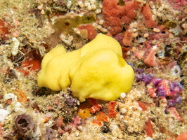 Chagos Calcite Sponge IMG 0965-Edit