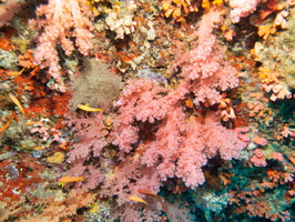 Soft Coral IMG 0968-Edit