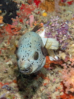 Black -Spotted Puffer IMG 0970