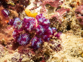 Purple Eudistoma IMG 0971