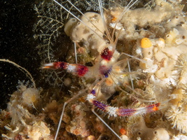 Banded Boxer Shrimp IMG 0973