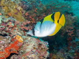 Double- Saddle Butterflyfish IMG 0979