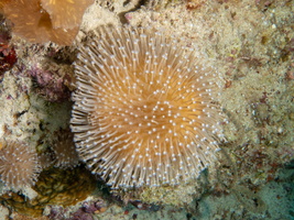 Long Polyp Leather Coral IMG 0980