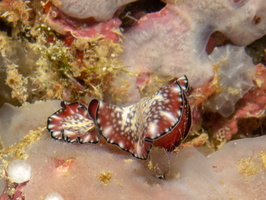 Bird-Wing Flatworm IMG 0981