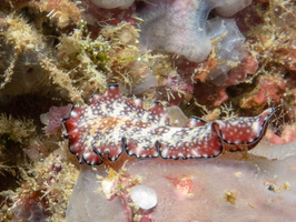 Bird-Wing Flatworm IMG 0982